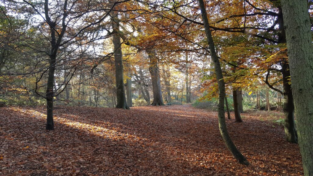 Autumnal colours highlighted by bright and shade contrast in the woods in Bedfordshire